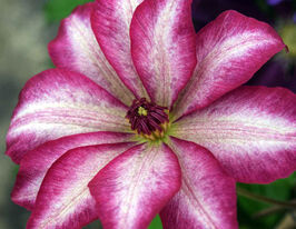 Клематис Пікоті (Picotee)купити