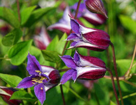 Клематис Принц Вільям (Prince William)купити