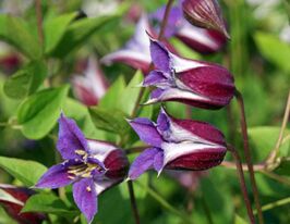 Клематис Принц Вільям (Prince William)купити