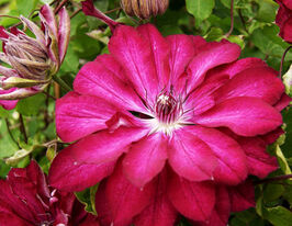 Клематис Ред Пешн (Red Passion)купити