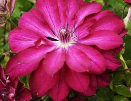 Клематис Ред Пешн (Red Passion)купити