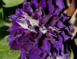 Клематис Шин-Шигоку (Shin-shigyoku)купити