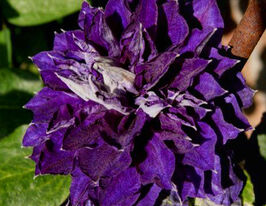 Клематис Шин-Шигоку (Shin-shigyoku)купити