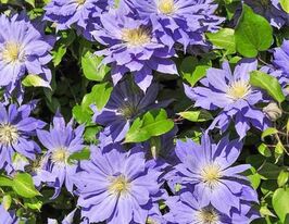 Клематис Тешіо (Teshio)купити