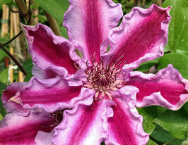 Клематис Тудор (Tudor)купити