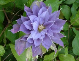 Клематис Юветт Хурі (Yvette Houry)купити