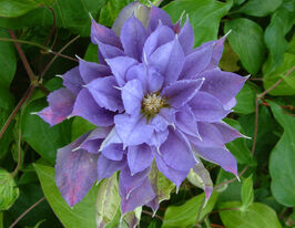 Клематис Юветт Хурі (Yvette Houry)купити