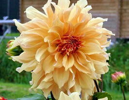 Жоржина декоративна Біг Бро (Big Brother)купити