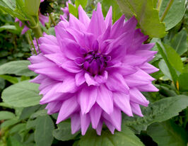 Жоржина декоративна Блю Бой (Blue Boy)купити