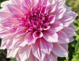 Жоржина декоративна Кафе Ау Лайт Роял (Cafe Au Lait Royal)купити