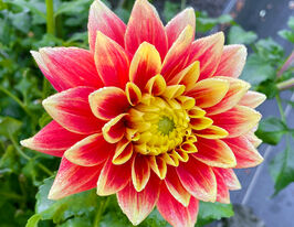 Жоржина декоративна Датч Карнавал (Dutch Carnaval)купити