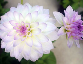 Жоржина декоративна Евелін НЛ (Eveline NL)купити