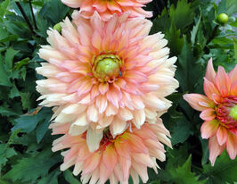 Жоржина декоративна Галері Вінсент (Gallery Vincent)купити