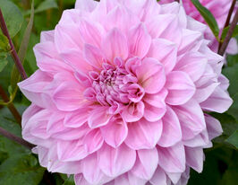 Жоржина декоративна Лавендер Перфекшн (Lavender Perfection)купити