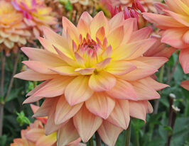 Жоржина декоративна Мелоді Дора (Melody Dora)купити