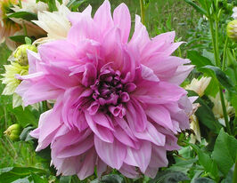 Жоржина декоративна Отос Трілл (Otto's Trhill)купити