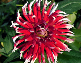 Жоржина кактусовидна Фріколет (Frigoulet)купити