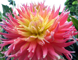 Жоржина кактусовидна Фрінджет Стар (Fringed Star)купити