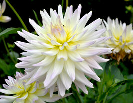 Жоржина карктусовидна Шутінг Стар (Shooting Star)купити