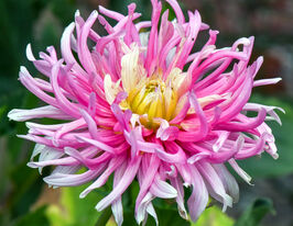 Жоржина кактусовидна Старс Фейворіт (Star's Favourite)купити