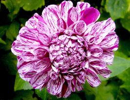 Жоржина кулеподібна Марбл Болл (Marble Ball)купити