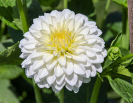 Жоржина кулеподібна Сноу Кеп (Snow Cap)купити