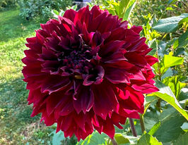 Жоржина бахромчаста Дарк Фубукі (Dark Fubuki)купити