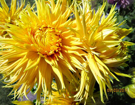 Жоржина бахромчаста Енкор (Encore)купити