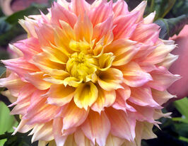 Жоржина бахромчаста Когане Фубукі (Kogane Fubuki)купити