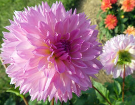 Жоржина бахромчаста Сакура Фубукі (Sakura Fubuki)купити