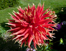 Жоржина бахромчаста Шоу енд Телл (Show'N'Tell)купити