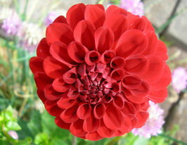 Жоржина помпоновидна Нескіо (Nescio)купити