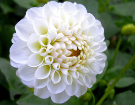 Жоржина помпоновидна Сноуфлейк (Snowflake)купити