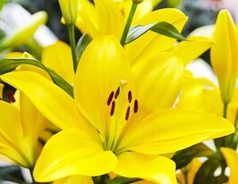 Лілія ЛА-Гібрид Ель Діво (El Divo)купити