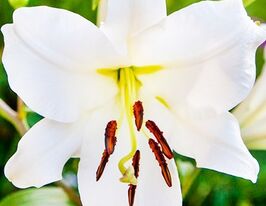 Лилия ОТ-гибрид Замбези (Zambesi) купить