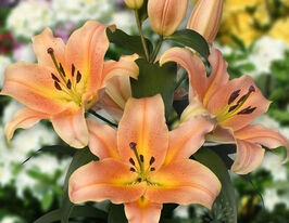 Лилия ОТ-гибрид Зелмира (Zelmira) купить