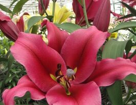 Лилия ОТ-гибрид Ловерстоун (Loverstown) купить