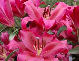 Лилия ОТ-гибрид Палаццо (Palazzo) купить