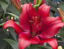 Лілія ЛА-Гібрид Покерфейс (Pokerface)купити