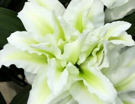 Лілія орієнтальна Роузлілі Аїша (Roselily Aisha)купити