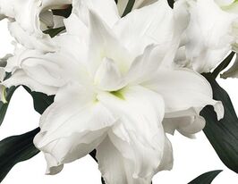 Лілія орієнтальна Роузлілі Анжела (Roselily Angela)купити