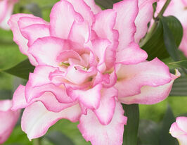 Лілія орієнтальна махрова Роузлілі Аннушка (Roselily Anouska)купити