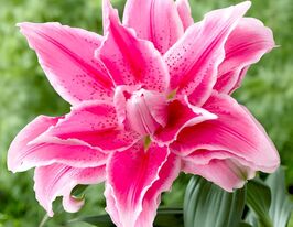 Лілія орієнтальна махрова Розалілі Жасміна (Roselily Jasmina)купити