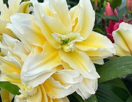 Лілія махрова Роузлілі Людвіна (Roselily Ludwina)купити