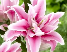 Лілія махрова Роузлілі Люсія (Roselily Lucia)купити