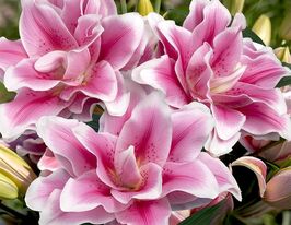 Лілія махрова Роузлілі Мікаела (Roselily Mikaela)купити