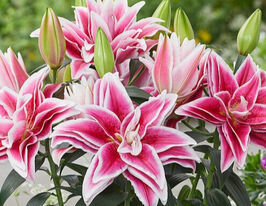 Лілія махрова Роузлілі Нова (Roselily Nowa)купити