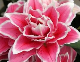 Лілія махрова Роузлілі Саманта (Roselily Samantha)купити