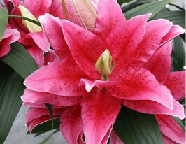 Лілія махрова Роузлілі Табіта (Roselily Tabitha)купити