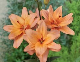 Лілія махрова азіатська Фалмарін (Falmarin)купити